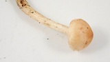 Tricholoma aurantio-olivaceum image
