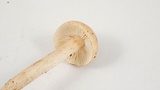 Tricholoma aurantio-olivaceum image