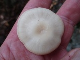Cuphophyllus virgineus image