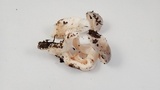 Tricholoma griseoviolaceum image