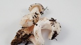 Tricholoma griseoviolaceum image