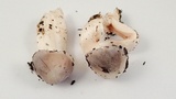 Tricholoma griseoviolaceum image