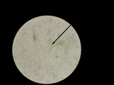 Cuphophyllus virgineus image