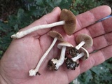 Hebeloma brunneifolium image