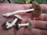 Hebeloma brunneifolium image