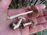 Hebeloma brunneifolium image