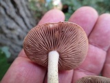 Hebeloma brunneifolium image