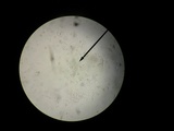 Hebeloma brunneifolium image