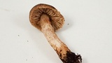 Tricholoma terreum image