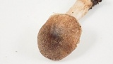Tricholoma terreum image
