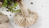Tricholoma terreum image