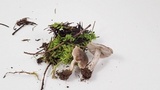 Tricholoma terreum image