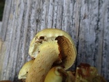 Pholiota alnicola image