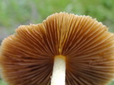 Bolbitius vitellinus image