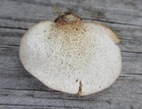 Crepidotus mollis image