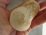 Calvatia craniiformis image