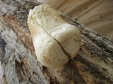 Calvatia craniiformis image
