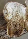 Calvatia craniiformis image