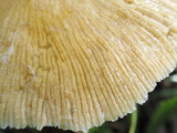 Bolbitius vitellinus image