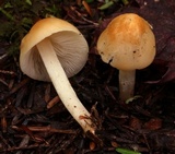 Marasmius strictipes image