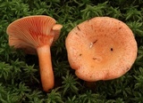 Lactarius thyinos image