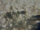 Inocybe curvipes image
