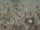 Inocybe curvipes image