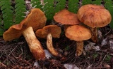 Cortinarius limonius image