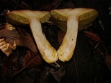 Boletus regineus image