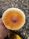 Amanita sect. Vaginatae image
