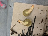 Rhopalogaster transversarium image