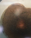 Rhopalogaster transversarium image