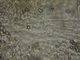 Inocybe curvipes image