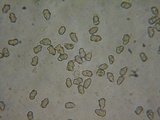 Inocybe curvipes image