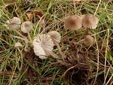 Mycena leptocephala image