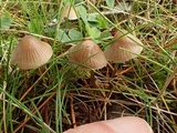 Mycena leptocephala image
