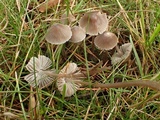 Mycena leptocephala image