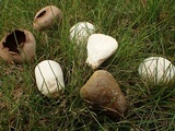 Lycoperdon pratense image