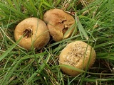 Lycoperdon pratense image