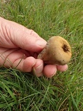 Lycoperdon pratense image