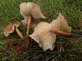 Gymnopus luxurians image