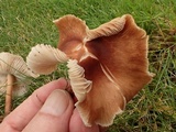 Gymnopus luxurians image