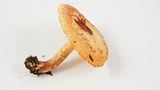 Tricholomopsis rutilans image