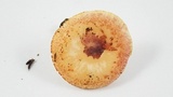 Tricholomopsis rutilans image