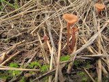Contumyces rosellus image