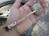 Amanita rhacopus image