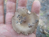 Amanita rhacopus image