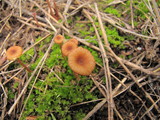 Contumyces rosellus image