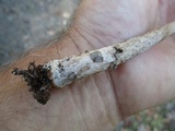 Amanita rhacopus image