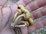 Agrocybe acericola image